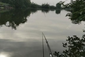 湖州混养塘钓鱼的饵料技巧（掌握湖州混养塘钓鱼的必备技巧）