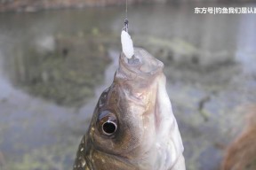 野钓鲫鱼技巧调漂方法（掌握调漂技巧）