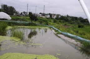 探秘虾塘钓鱼技巧与方法（从虾塘到渔获）