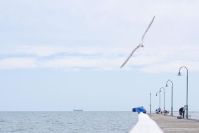 海鸥钓鱼的方法和技巧（借助海鸥的协助）