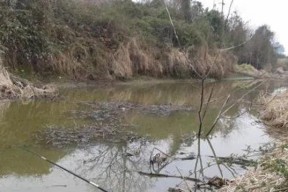 河道水草钓鱼技巧大揭秘（掌握这些技巧）