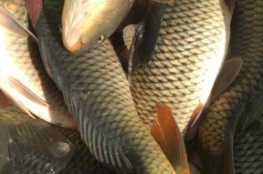 夏夜黑坑钓鲤鱼技巧（夏季夜晚黑坑钓鲤鱼的最佳时间和装备选择）