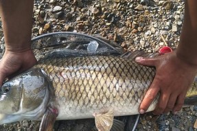 新疆野钓鲤鱼技巧（掌握钓鲤鱼的关键技巧）