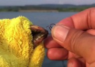 浙江泥鳅钓鱼技巧（掌握钓鱼技巧）