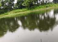 雨天大河钓鱼技巧（掌握关键技巧）