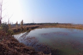 立春后钓鱼的技巧和方法（享受春日钓鱼乐趣的秘籍与经验）