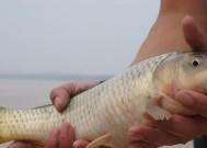 新手野钓鲤鱼技巧（提高野钓技巧）