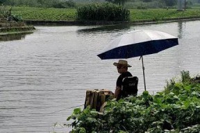 三伏天早上钓鱼技巧（夏日高温下的绝佳捕鱼策略）