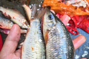 掌握石鲮鱼钓鱼技巧，轻松增加钓获量（石鲮鱼钓鱼技巧）