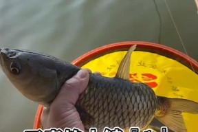 野钓鲮鱼饵料技巧（解锁野钓鲮鱼的饵料秘籍）