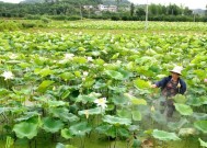 夏季钓鱼技巧（以芒种至夏至之间）