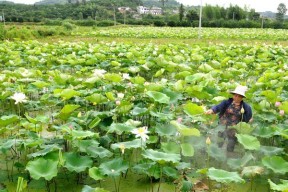 夏季钓鱼技巧（以芒种至夏至之间）