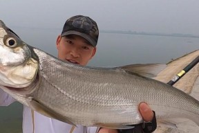 浑水野塘钓鲈鱼的技巧（掌握关键要点）