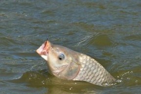 冬天流水野河钓鱼技巧与方法（冬天流水野河钓鱼的技巧）