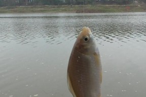 冬天河流钓鱼技巧（寒冬河流钓鱼）