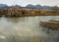 雨天野河浑水钓鱼技巧（如何在雨天中采用浑水钓鱼技巧提高钓鱼成功率）