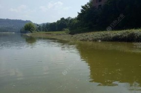 夏日晴天野钓之技巧（钓鱼技巧大揭秘）