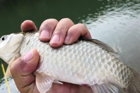 夏季阴天钓白鲢的技巧（白鲢钓鱼的好时机与心得分享）