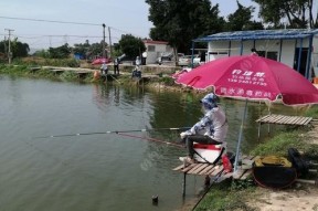 花亭湖黄尾垂钓技巧（掌握垂钓技巧）