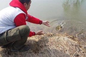 沙坑野钓鲫鱼技巧（掌握正确的饵料和钓法提高野钓鲫鱼的成功率）