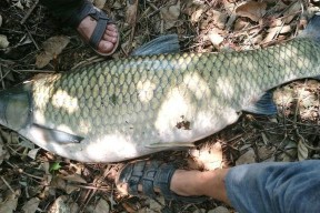 湖水野钓草鱼技巧大揭秘（湖水钓草鱼）