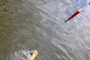 九龙江野钓浮漂选择技巧（掌握九龙江野钓技巧）