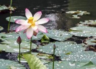 梅雨季节鱼塘钓鱼的技巧与方法（梅雨季节钓鱼的关键是水位变化的掌握）