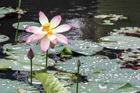 梅雨季节鱼塘钓鱼的技巧与方法（梅雨季节钓鱼的关键是水位变化的掌握）