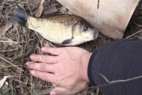 海毛虫野外钓鱼技巧（掌握海毛虫钓鱼的诀窍）