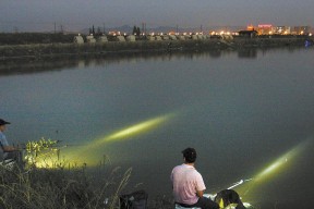 夜钓黄鸭技巧全解析（掌握夜钓黄鸭的关键）