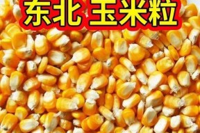 干玉米棒钓鱼的技巧与方法（掌握干玉米棒钓鱼）