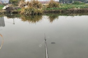 秋天钓鱼，技巧大揭秘（入秋野河钓鱼）