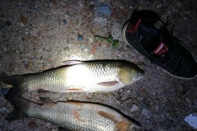 夜钓水库草鱼的技巧与方法（玉米诱饵如何提高夜钓水库草鱼的钓获率）