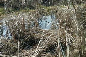 冬日野沟钓鱼秘籍（冬天野沟水浅钓鱼的技巧与经验）