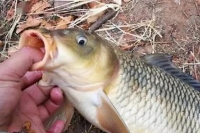 河里钓鱼开饵料技巧（掌握钓鱼开饵料的关键，让你的钓鱼更加）