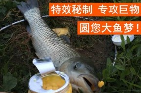 野钓鲤鱼玉米饵调漂技巧（技巧分享）