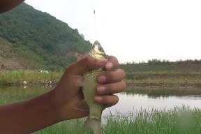 野钓鲫鱼草窝技巧（选择合适的草窝让钓鲫鱼更轻松）