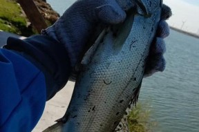 冬天河流海竿钓鱼技巧（冬季河流钓鱼的窍门）