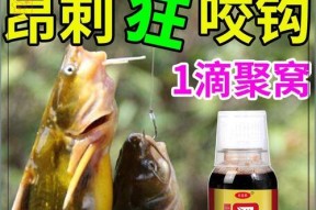 黄辣丁钓鱼绝密技巧揭秘（从入门到高手）