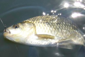 野钓鲫鱼打窝料技巧（掌握这一关键）