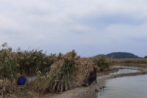 新手芦苇荡钓鱼技巧（掌握芦苇荡钓鱼的关键方法）