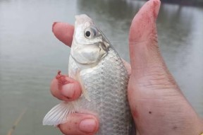 河里大水面野钓鲫鱼的技巧（掌握正确的垂钓技巧）