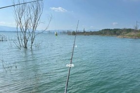 湖北水库桃花岛钓鱼技巧（钓鱼技巧分享）