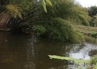 雨水野河钓鱼技巧（掌握雨水条件下的钓鱼技巧）