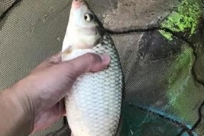 湖面野钓鲫鱼的技巧（掌握湖面野钓鲫鱼的精华技术）