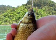 夏季钓鲫鱼的鱼饵选择技巧（夏季钓鲫鱼）