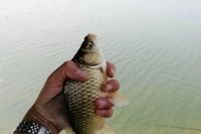 野钓鲫鱼脱钩技巧（高效脱钩方法让您的野钓更顺利）