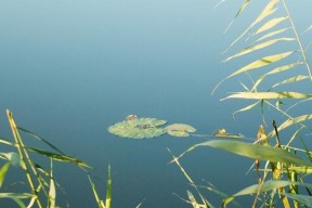 夏日清晨钓鱼的技巧（享受夏日清晨）