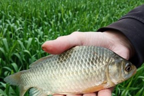 钓鲫鱼选钩号技巧（钩号选择的关键要素及技术要领）