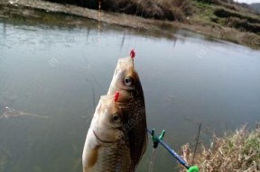 寒冷天气下野钓鲫鱼的技巧（冬季鲫鱼钓法大揭秘）